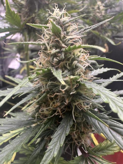 GORILLA ZKITTLEZ AUTO FAST BUDS. Week 9