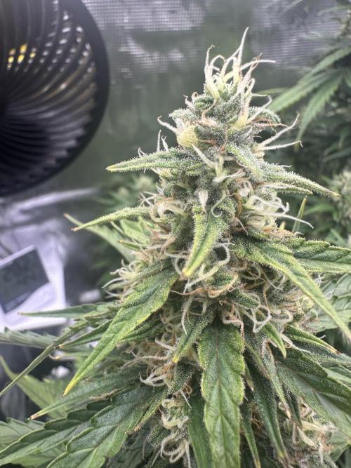 GORILLA ZKITTLEZ AUTO FAST BUDS. Week 9