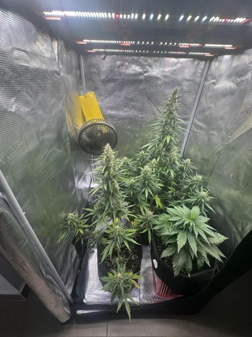 GORILLA ZKITTLEZ AUTO FAST BUDS. Week 9