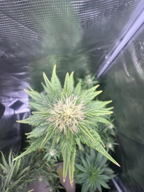 GORILLA ZKITTLEZ AUTO FAST BUDS. Week 9
