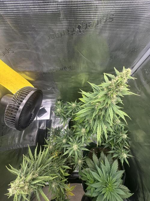 GORILLA ZKITTLEZ AUTO FAST BUDS. Week 9