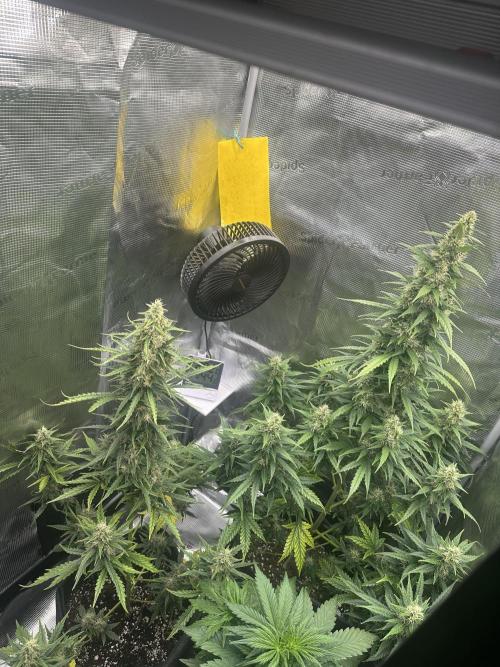 GORILLA ZKITTLEZ AUTO FAST BUDS. Week 9