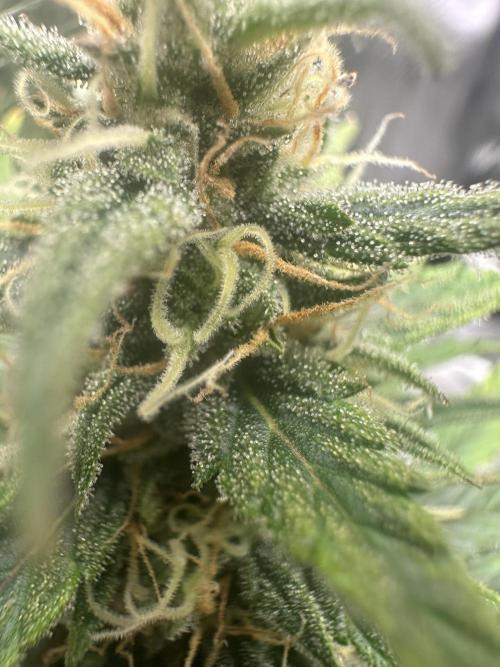 GORILLA ZKITTLEZ AUTO FAST BUDS. Week 9