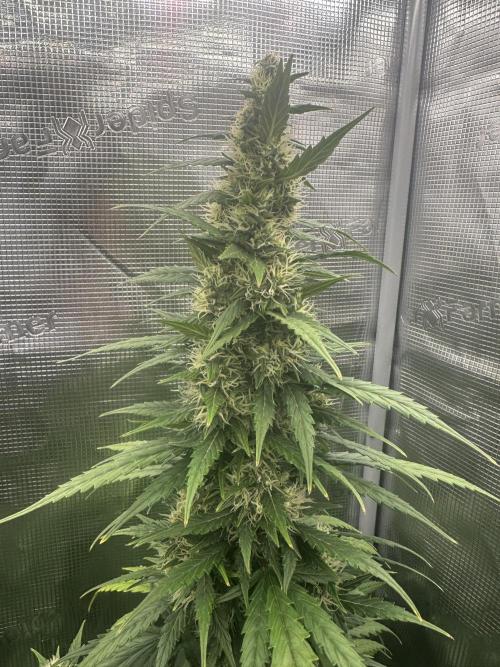 GORILLA ZKITTLEZ AUTO FAST BUDS. Week 9