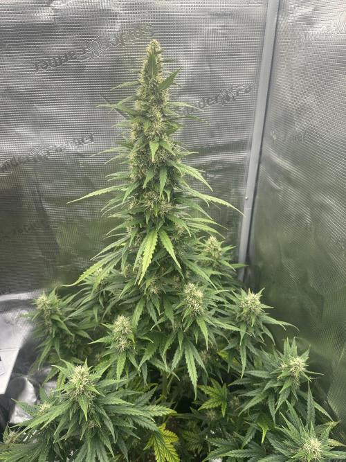 GORILLA ZKITTLEZ AUTO FAST BUDS. Week 9