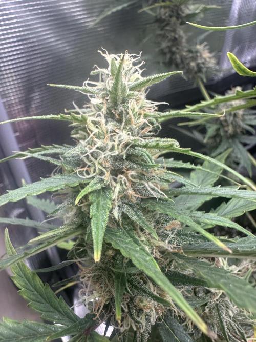 GORILLA ZKITTLEZ AUTO FAST BUDS. Week 9