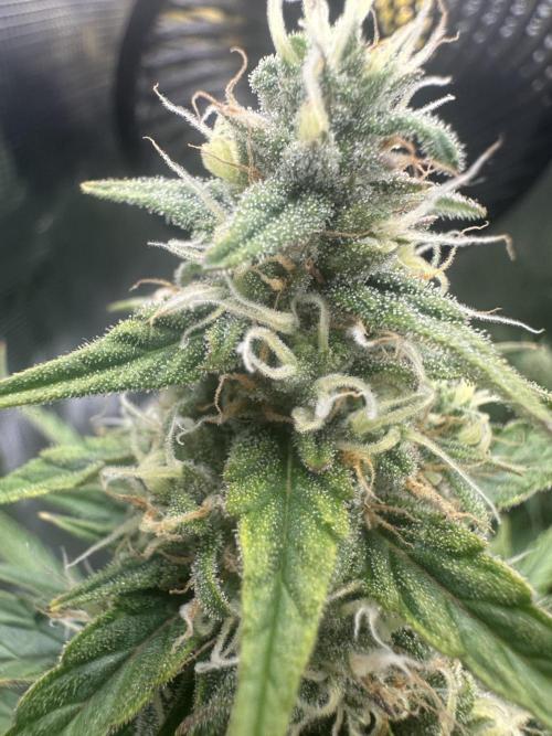 GORILLA ZKITTLEZ AUTO FAST BUDS. Week 9