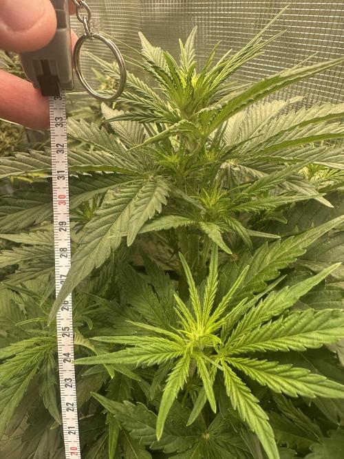 GORILLA Z Inside the tent. Week 4