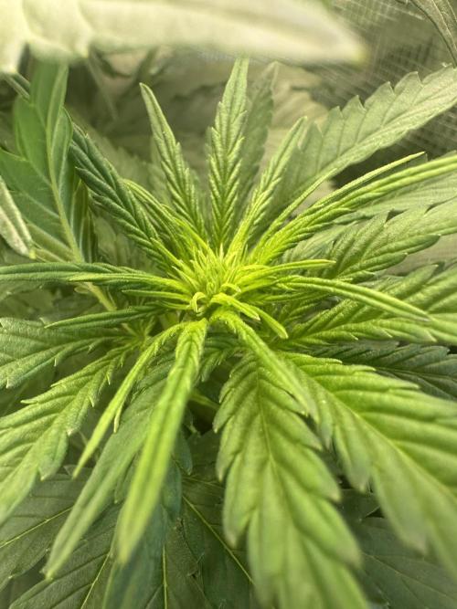 GORILLA Z Inside the tent. Week 4