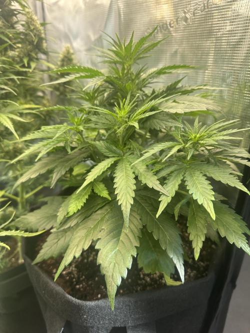 GORILLA Z Inside the tent. Week 4