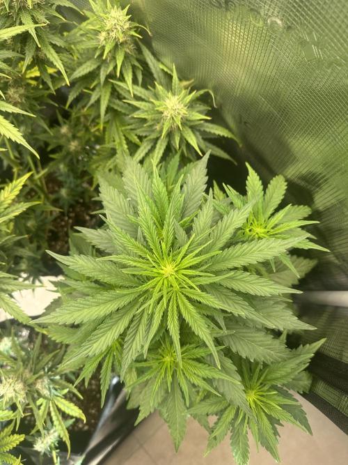 GORILLA Z Inside the tent. Week 4