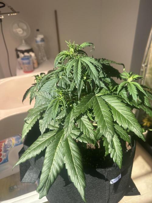 GORILA Z 100WLed. Week 4