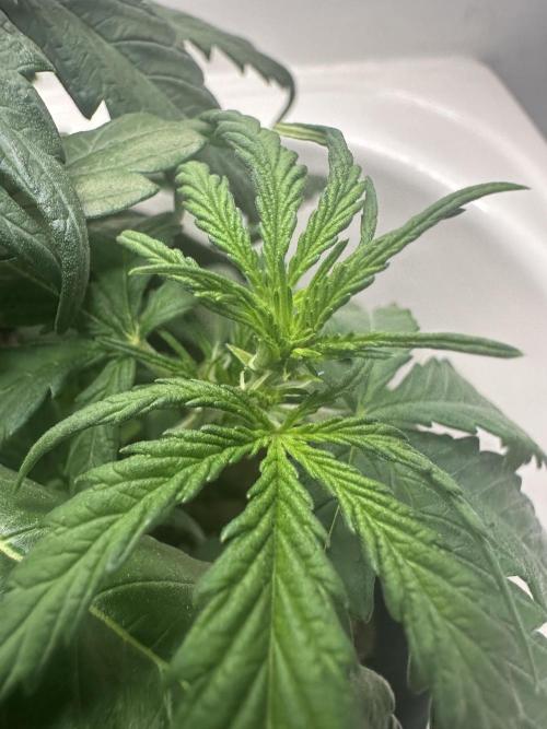 GORILA Z 100WLed. Week 4