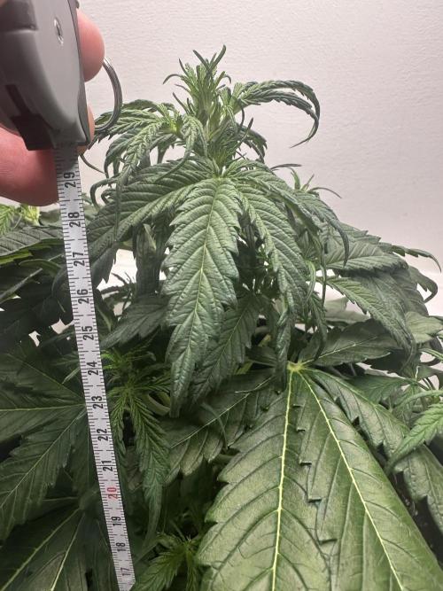 GORILA Z 100WLed. Week 4