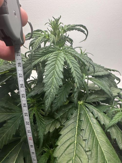 GORILA Z 100WLed. Week 4