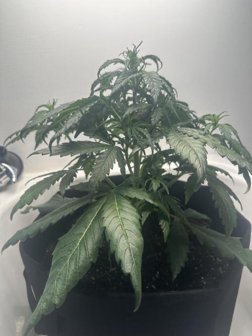 GORILA Z 100WLed. Week 4