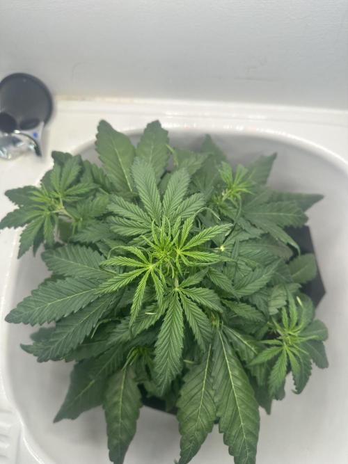 GORILA Z 100WLed. Week 4