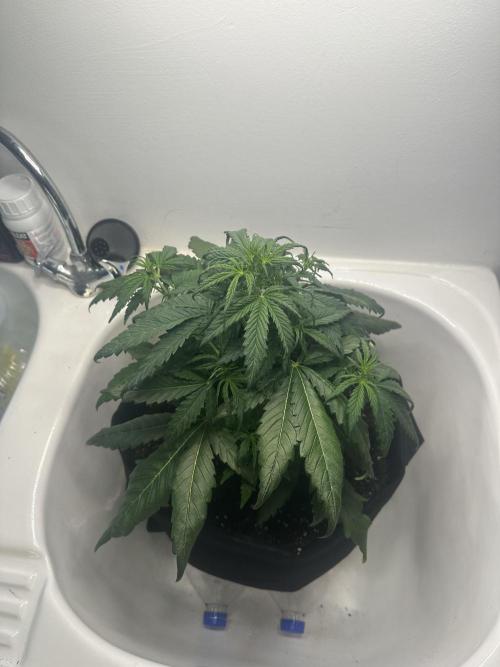 GORILA Z 100WLed. Week 4