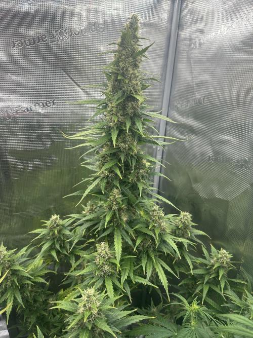 GORILLA ZKITTLEZ AUTO FAST BUDS. Week 10