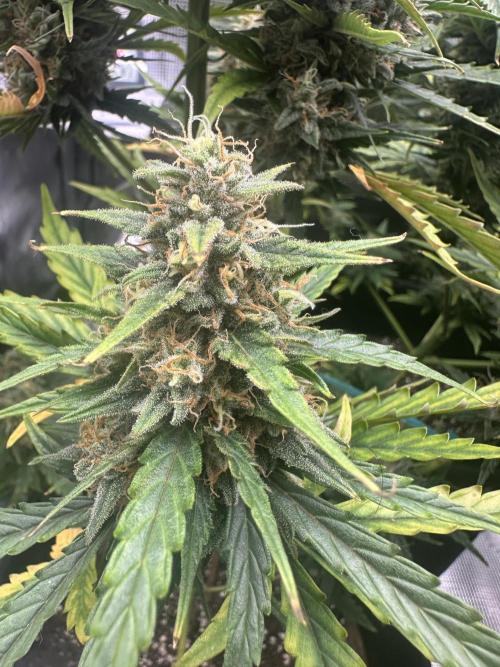 GORILLA ZKITTLEZ AUTO FAST BUDS. Week 10