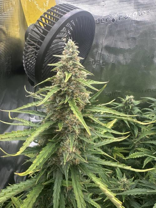 GORILLA ZKITTLEZ AUTO FAST BUDS. Week 10