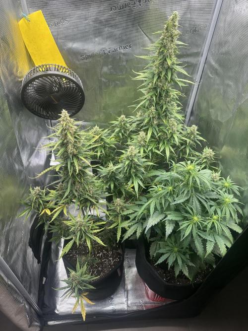 GORILLA ZKITTLEZ AUTO FAST BUDS. Week 10