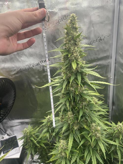 GORILLA ZKITTLEZ AUTO FAST BUDS. Week 10