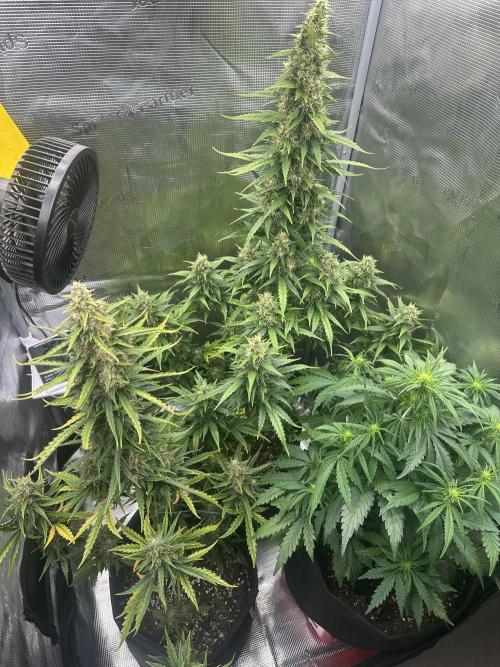 GORILLA ZKITTLEZ AUTO FAST BUDS. Week 10