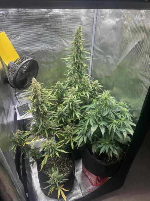 GORILLA ZKITTLEZ AUTO FAST BUDS. Week 10