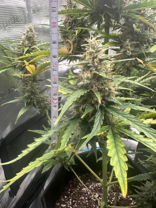 GORILLA ZKITTLEZ AUTO FAST BUDS. Week 10