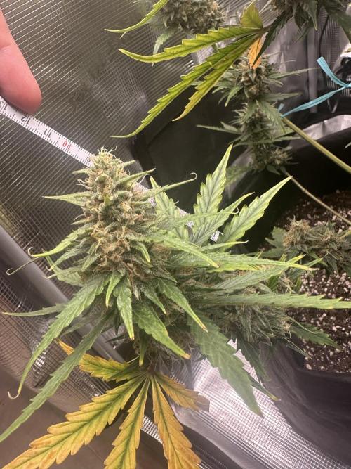 GORILLA ZKITTLEZ AUTO FAST BUDS. Week 10