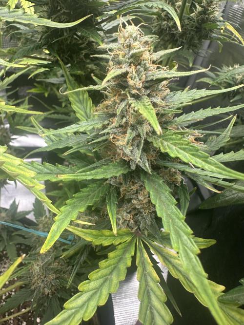 GORILLA ZKITTLEZ AUTO FAST BUDS. Week 10