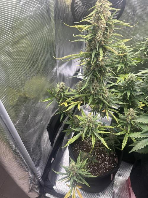 GORILLA ZKITTLEZ AUTO FAST BUDS. Week 10