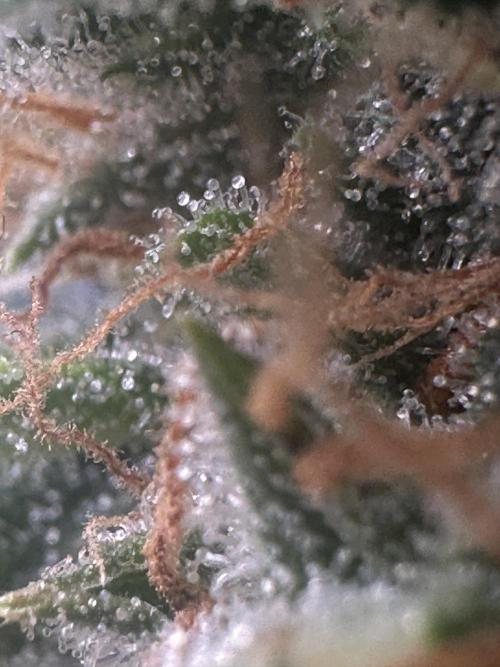 GORILLA ZKITTLEZ AUTO FAST BUDS. Week 10