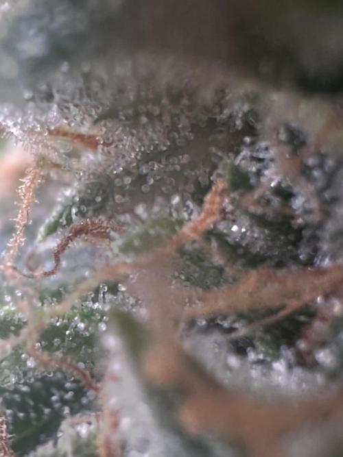 GORILLA ZKITTLEZ AUTO FAST BUDS. Week 10