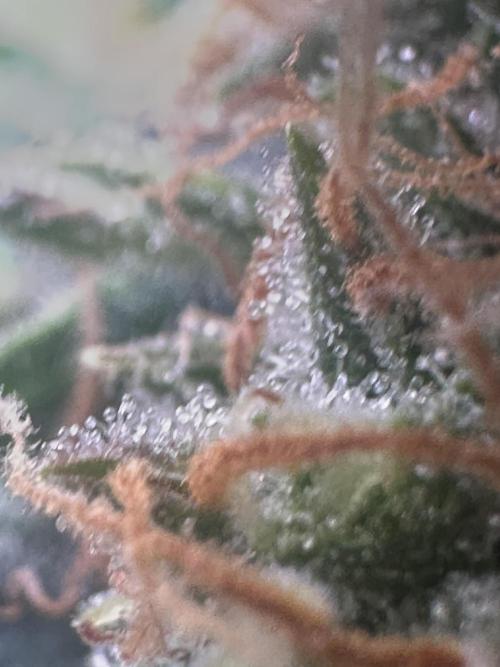 GORILLA ZKITTLEZ AUTO FAST BUDS. Week 10