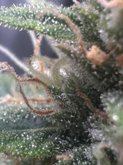 GORILLA ZKITTLEZ AUTO FAST BUDS. Week 10