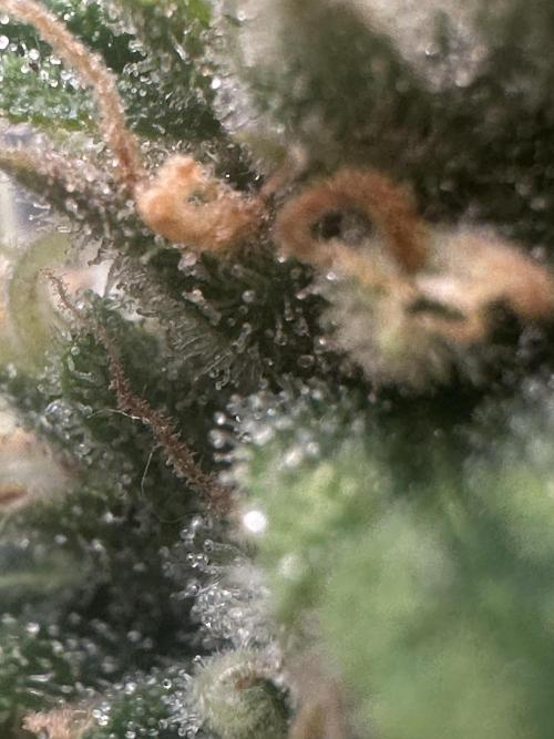 GORILLA ZKITTLEZ AUTO FAST BUDS. Week 10