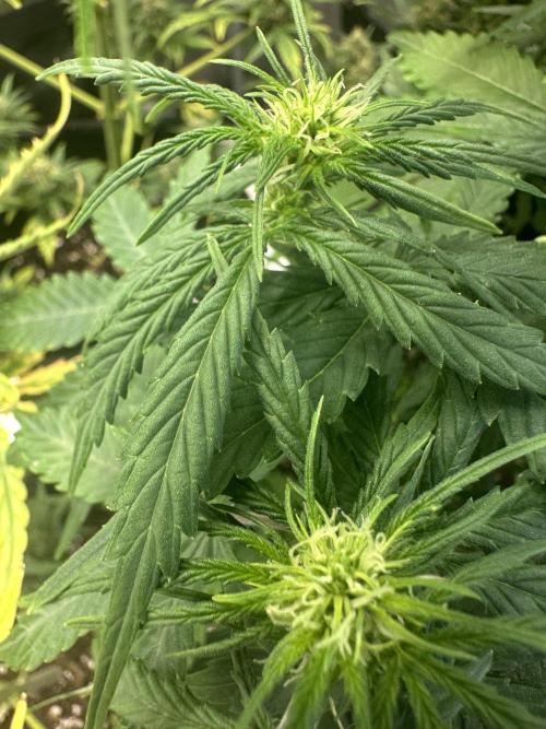 GORILLA Z Inside the tent. Week 5