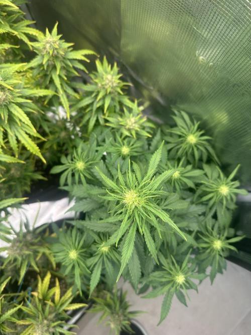 GORILLA Z Inside the tent. Week 5