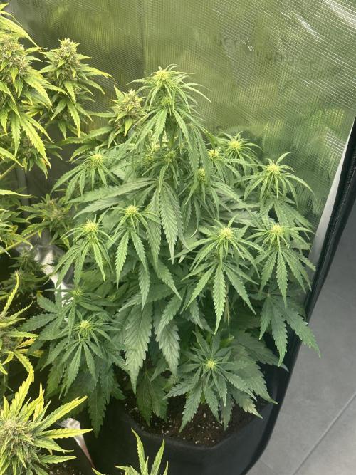 GORILLA Z Inside the tent. Week 5