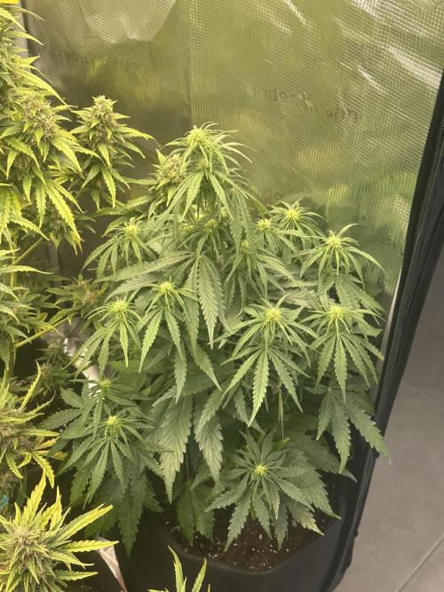 GORILLA Z Inside the tent. Week 5