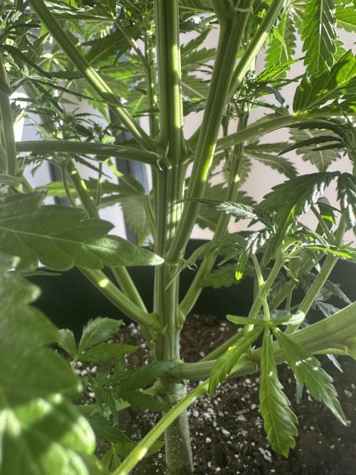 GORILLA Z Inside the tent. Week 5