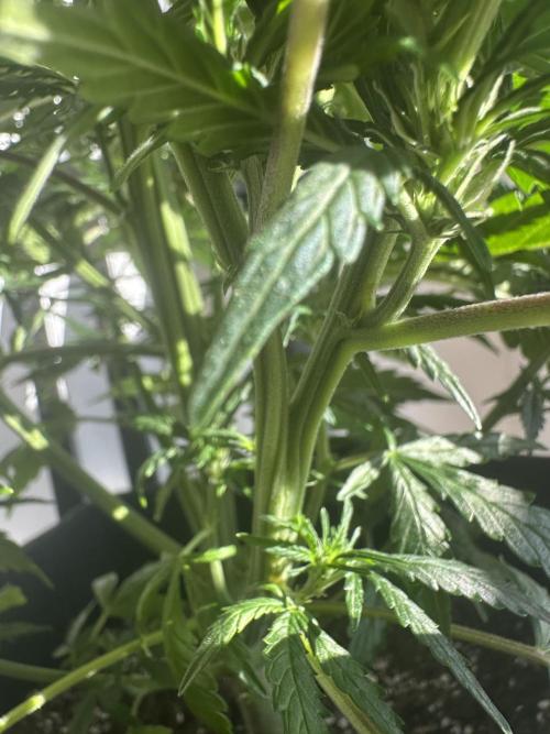 GORILLA Z Inside the tent. Week 5