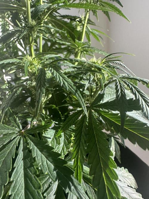 GORILLA Z Inside the tent. Week 5