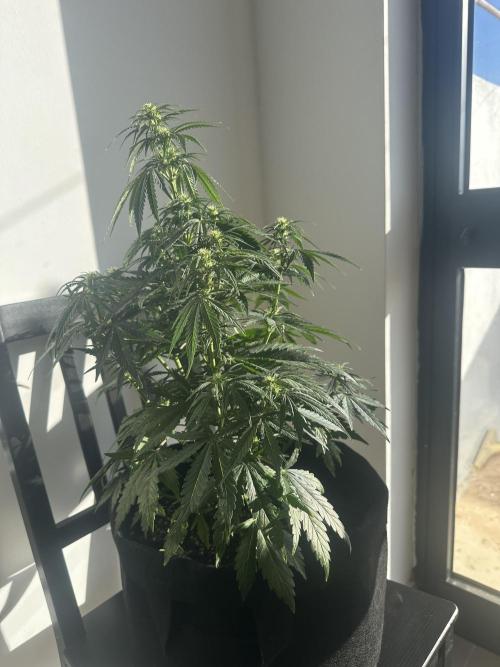 GORILLA Z Inside the tent. Week 5