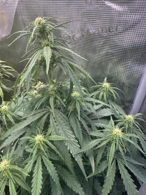 GORILLA Z Inside the tent. Week 5