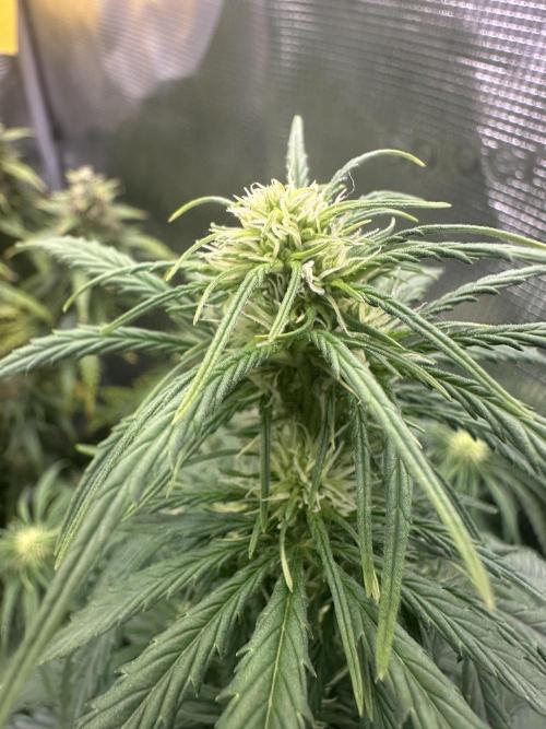 GORILLA Z Inside the tent. Week 5