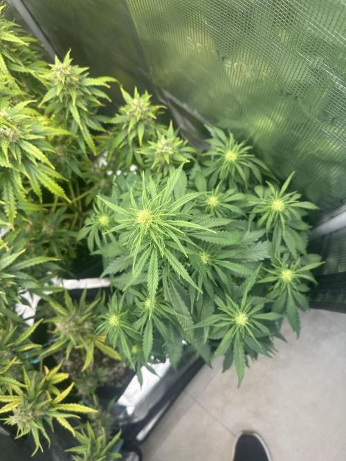 GORILLA Z Inside the tent. Week 5