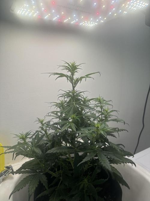 GORILLA Z 100WLed. Week 5